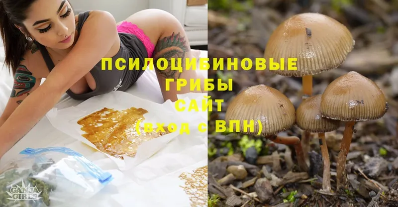 Псилоцибиновые грибы Psilocybe  Апатиты 